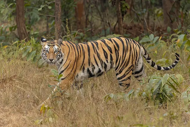 Tigre du Bengale