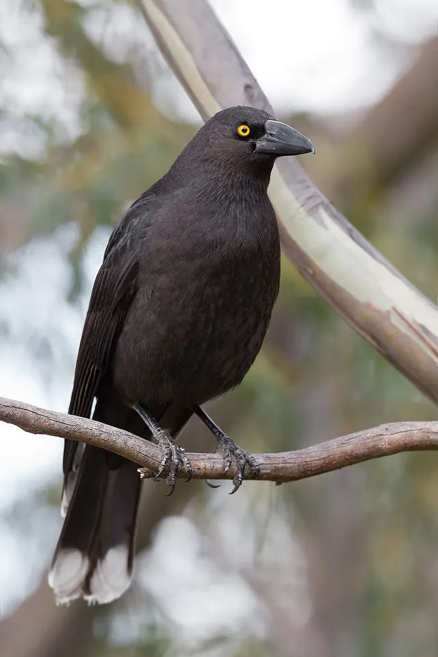 Black currawong