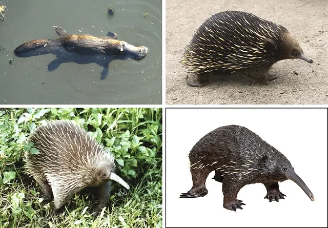 Monotreme