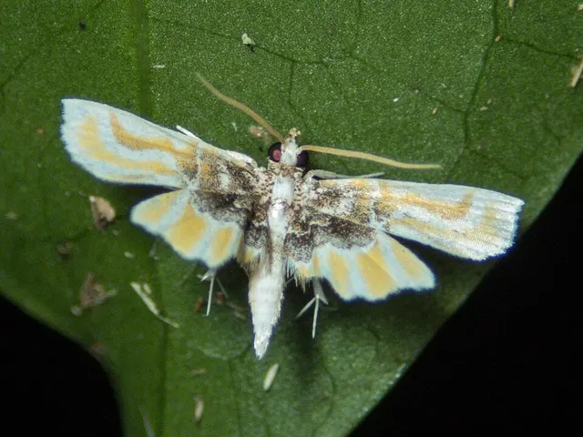Oligernis