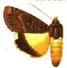 Ulotrichopus