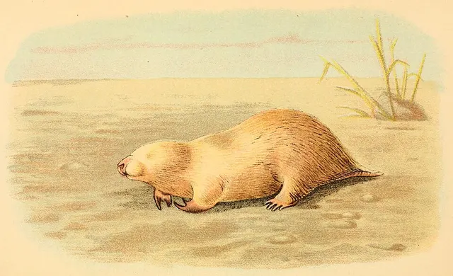 Marsupial mole