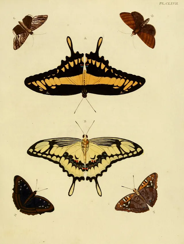 Ceromacra