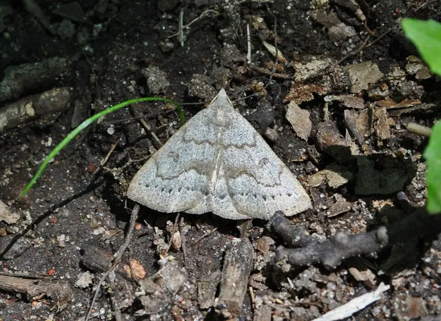 Chytolita