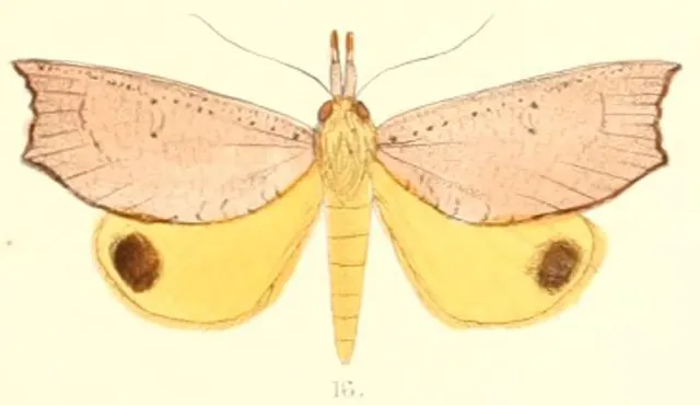 Corcobara