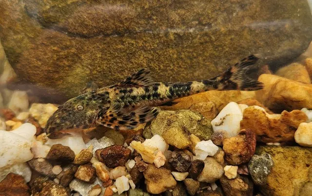 Neoplecostomus paranensis