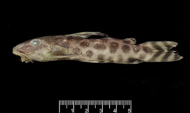 Synodontis katangae