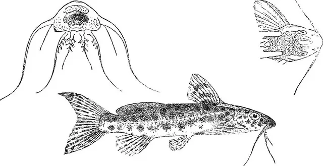 Synodontis multimaculatus