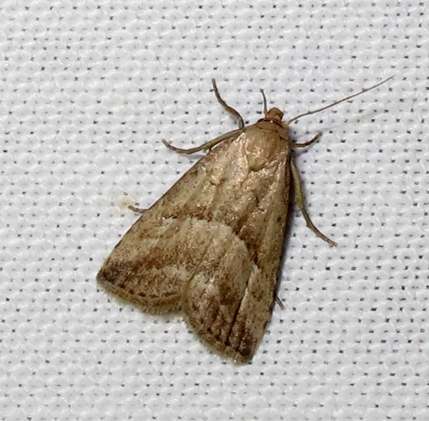 Hypenodes