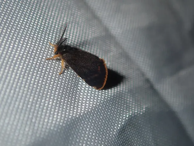Oligeria