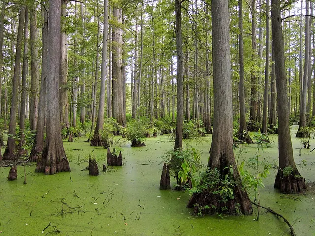Heron Pond – Little Black Slough Nature Preserve