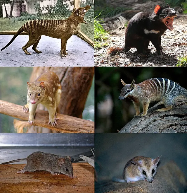 Dasyuromorphes