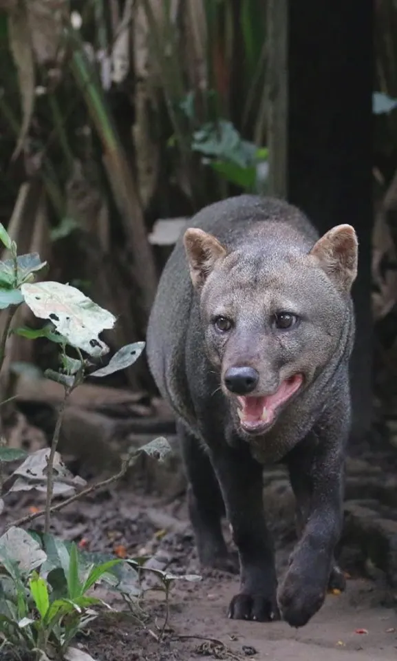 Short-eared dog