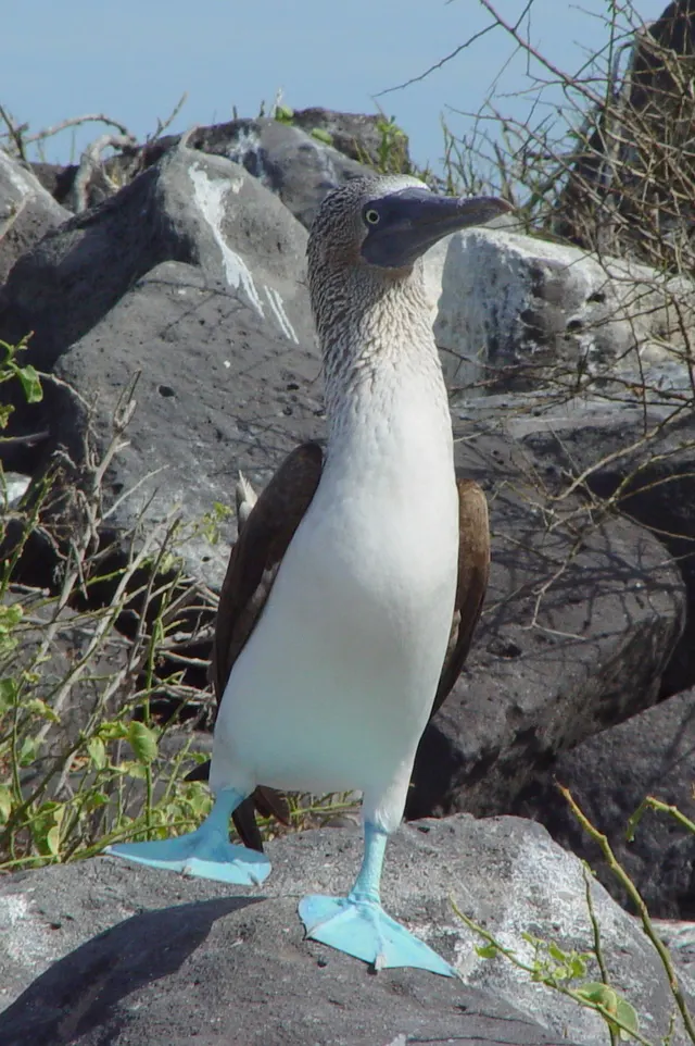 Booby