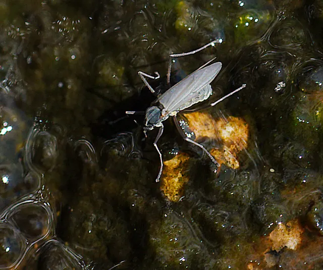 Telmatogetoninae