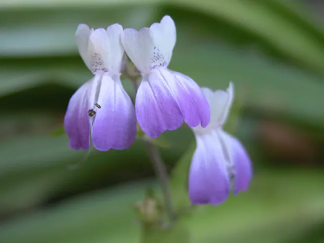 Collinsia multicolor