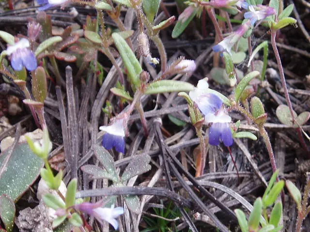 Collinsia torreyi