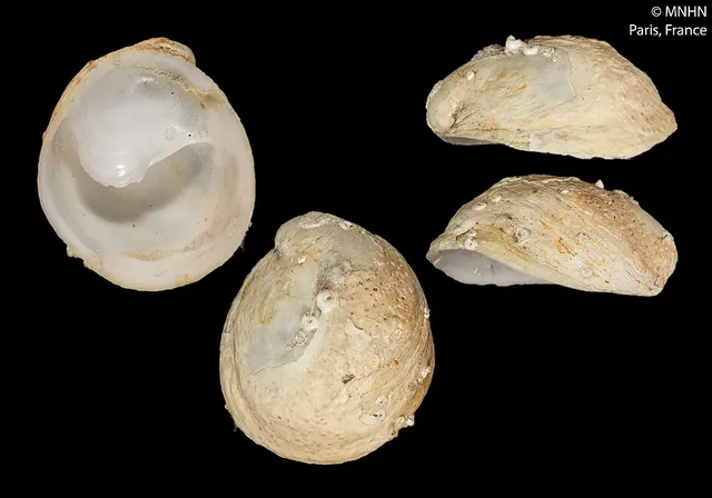 Crepipatella