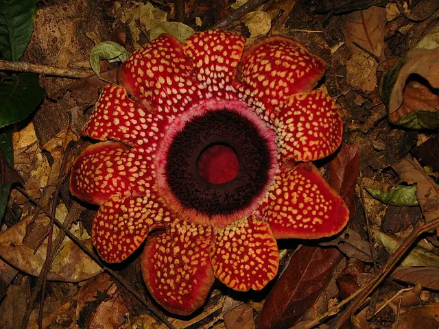 Sapria himalayana