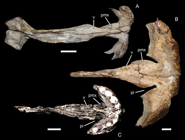 Lycaenodon