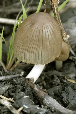 Tulosesus angulatus
