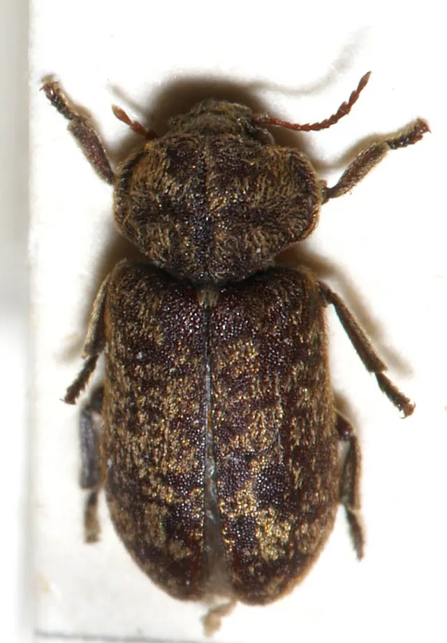 Xestobium