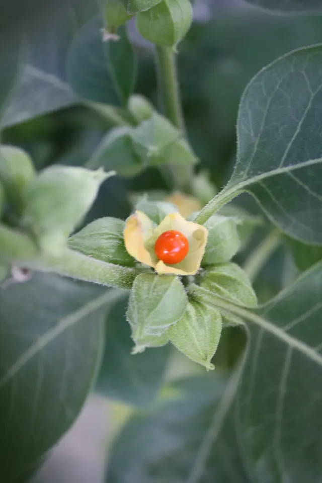 Withania somnifera
