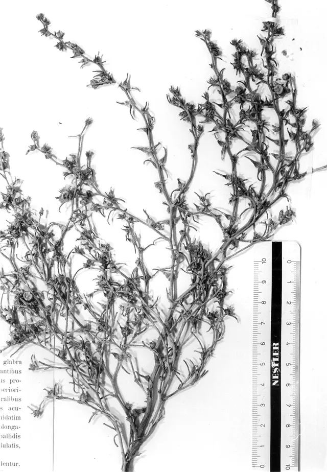 Halothamnus iliensis