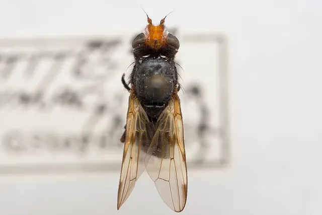 Otites bimaculata