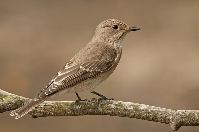 Old World flycatcher