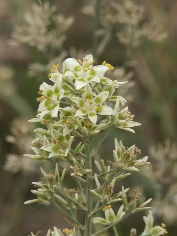 Anticlea