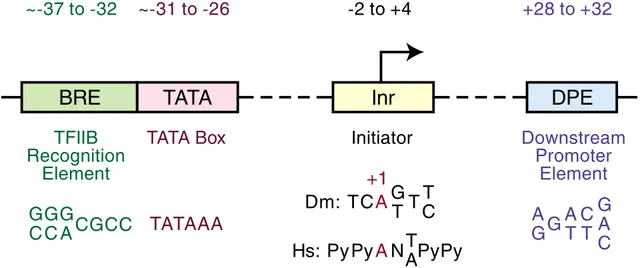 B recognition element