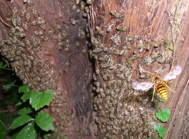 Apis cerana japonica