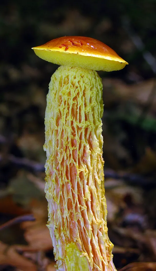 Heimioporus