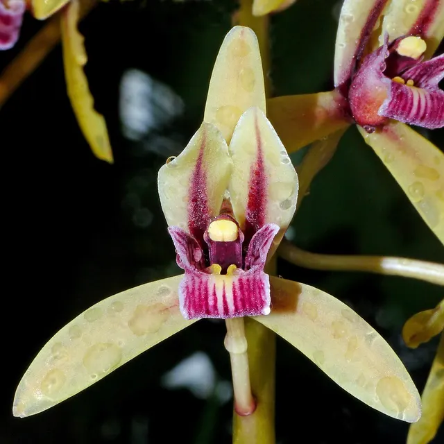 Orchid