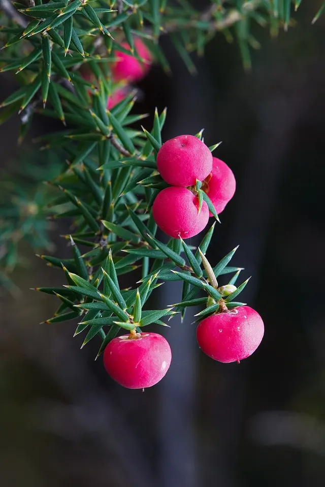Leptecophylla