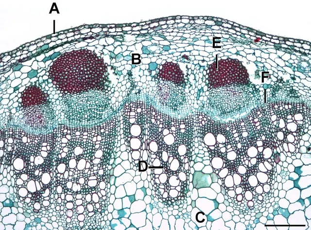 Vascular cambium