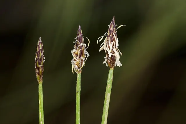 Eleocharis parishii