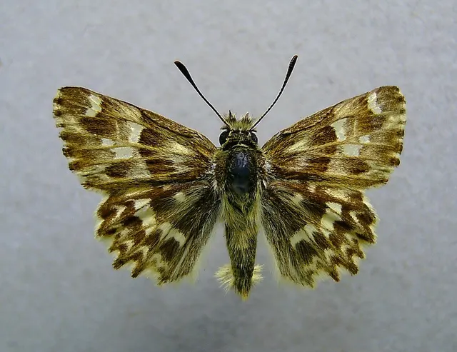 Muschampia lavatherae