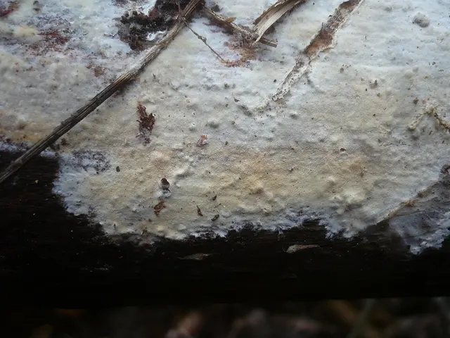 Scytinostromella