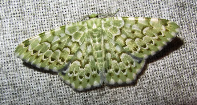 Chlororithra