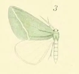 Chlorosterrha