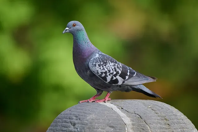 Pigeon des villes