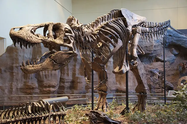 Paleontology