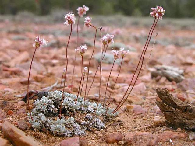 Eriogonum kennedyi