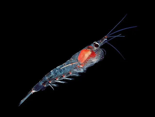 Krill