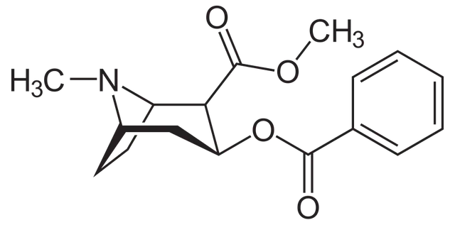 Biosynthesis of cocaine