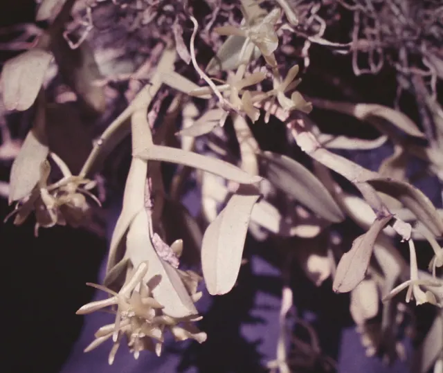 Epidendrum difforme