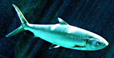 Chanidae