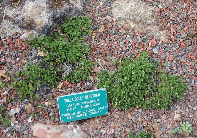 Galium ambiguum
